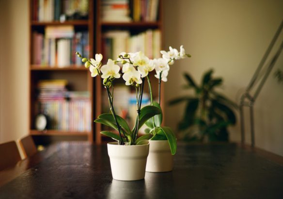 orchidée dans un pot de fleur